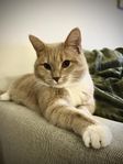 Katt hane Brittisk korthår/huskatt