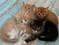 Kattungar