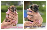Staffordshire bullterrier valpar SKK