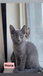 Kattungar