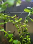 Mixed Color Aquarium Shrimps – 5 for 25 SEK
