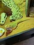 Skäggagam Ödla, Terrarium samt tillbehör 