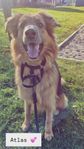omplacering kastrerad hanhund 