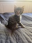 kattunge hane leveransklar 25 Juli 
