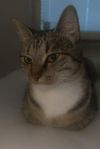 katt hona 