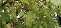 Druvranka druvplantor sticklingar 