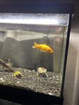 guldfisk 