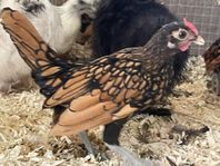 sebright par 