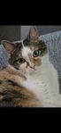 Honkatt Sally Bondkatt