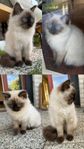 kattunge