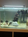 Nanoakvarium (55 l) 