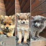 Pomchi valpar levklara
