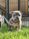 American Bully Micro