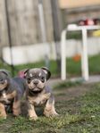 American Bully Micro