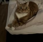Signe, huskatt