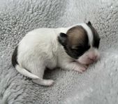 Renrasiga chihuahua valpar