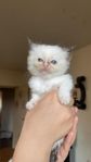 kattungar ragdoll