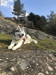 husky