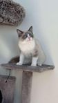 En katt