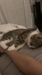 katt