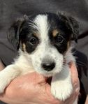 SKK Jack Russell valpar efter midsommar