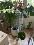 Blomma Monstera