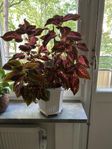 Blommor Palettblad