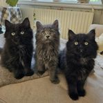 Lånhåriga kattungar