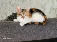 kattungar