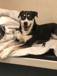 dog for adoption