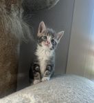 super gullig kattunge hona