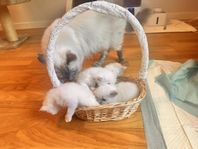 Ragdollkattungar söker kärleksfulla hem