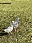 Pekinganka grupp