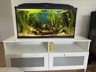 110l komplett akvarium med fiskar