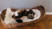 Katt