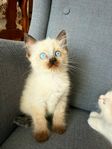 Söta ragdoll kattungar 