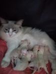 ragdoll med stamtavlor