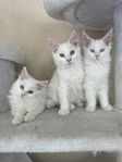 Maine coon blandning leveransklara