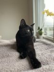 Kattunge Hona, kastrerad, vaccinerad, ID-chippad