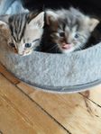 sibirisk katt/huskatt 