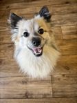 2årig blandras japansk spets/chihuahua/papillion