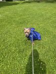 American Bully