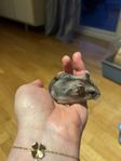 leveransklara hamsterungar, dvärghamster