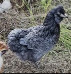 Araucana höna, värper fina gröna ägg