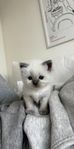 Ragdoll kattungar 