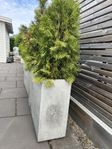 piardino kruka med thuja