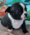 Bostonterrier/chihuahua 