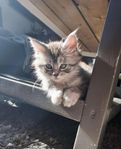 Maine Coon kattunge med Stamtavla 