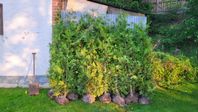 Thuja Brabant 2-meter