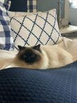 Stella Birma/ragdoll